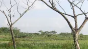 Gobernanza público-comunitaria, la clave para la protección de los humedales urbanos Gobernanza público-comunitaria, la clave para la protección de los humedales urbanos